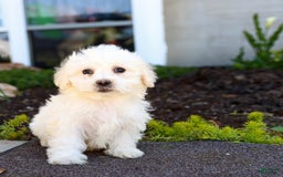 Maltipoo dogs for sale: Marshmallow - Image 1