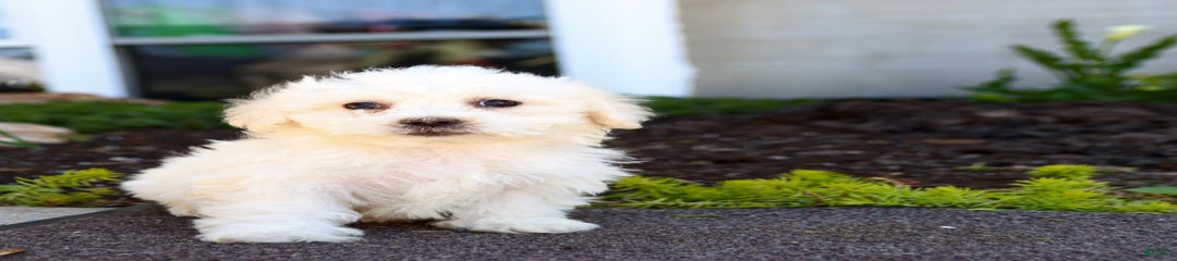 Marshmallow