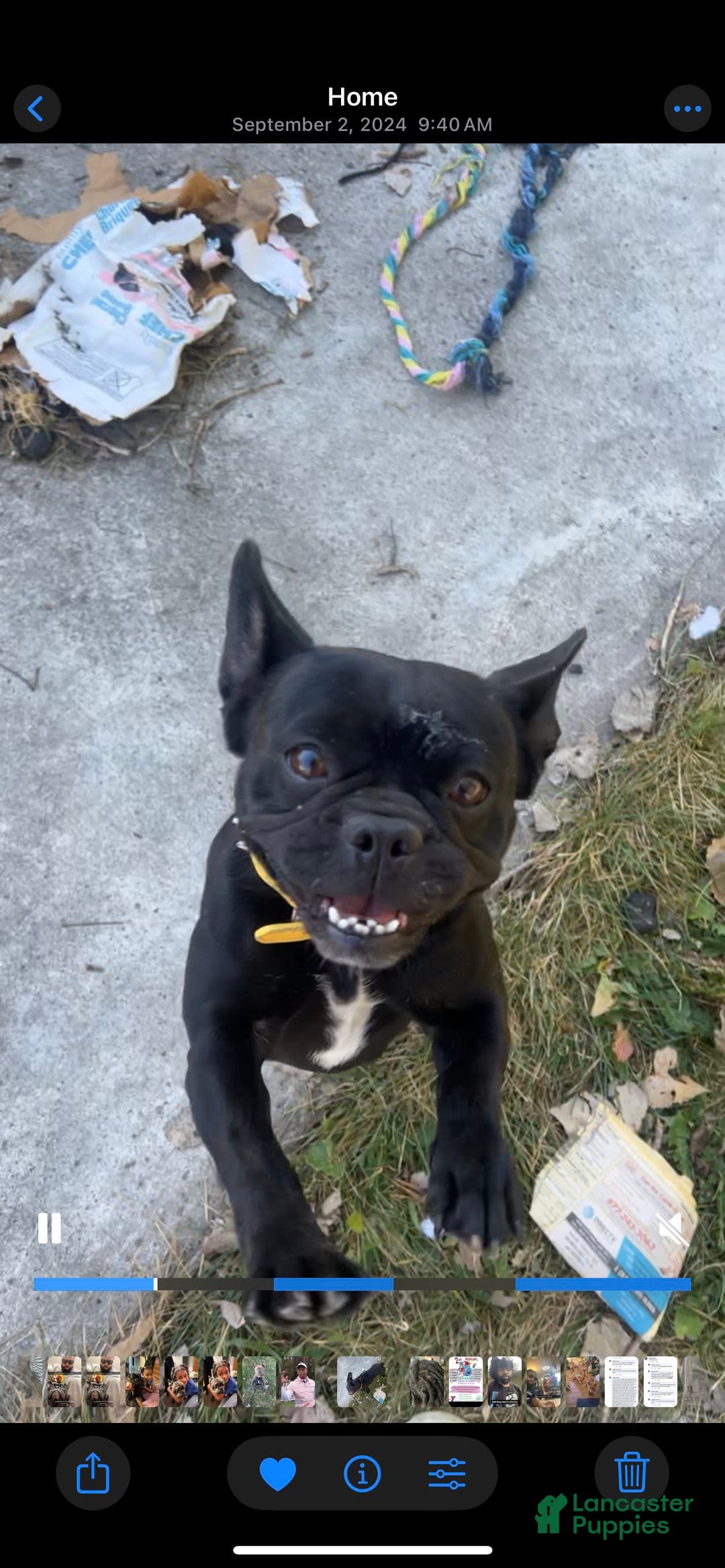 French Bulldog dogs for sale: Puppy 3 - Image 4