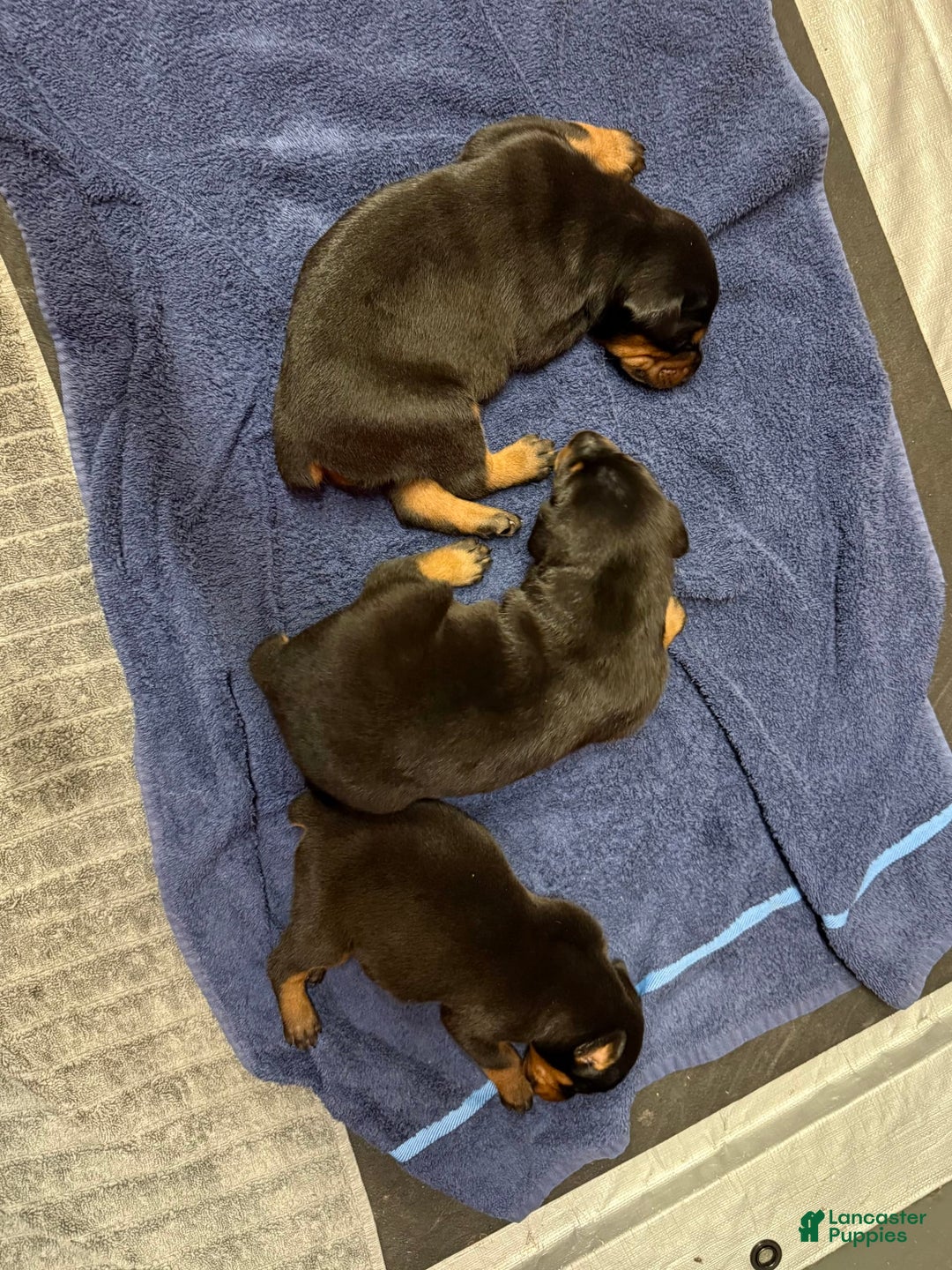 Doberman Pinscher dogs for sale: Male Puppy - Image 21