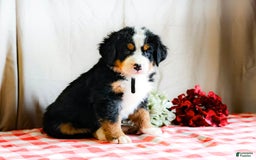 Bernese Mountain Dog dogs for sale: Maverick - Image 4