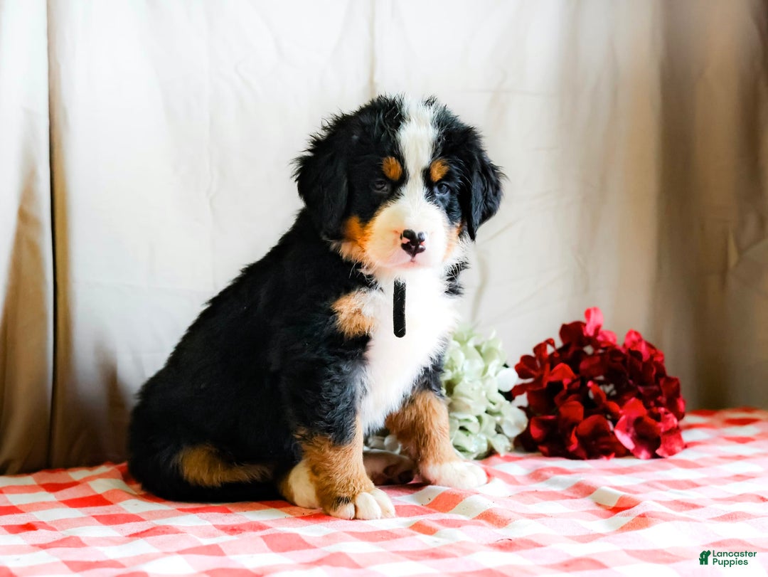 Bernese Mountain Dog dogs for sale: Maverick - Image 4