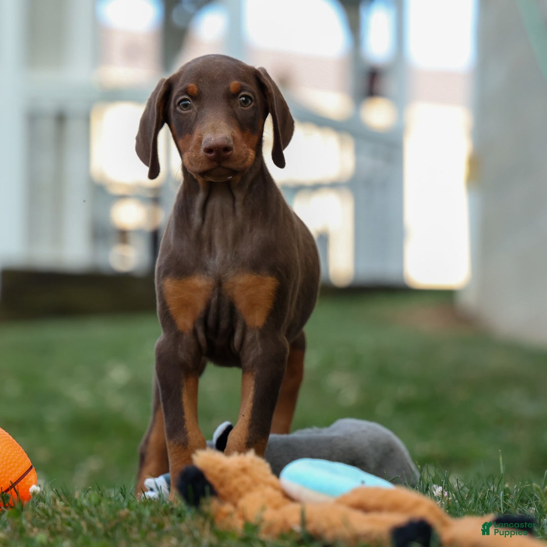 Doberman Pinscher dogs for sale: DIAMOND - Image 9