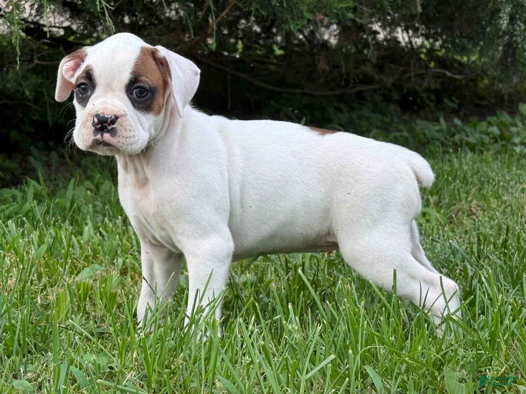 Boxer dogs for sale: Jamba - Image 3
