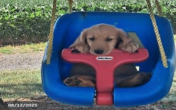 Golden Retriever dogs for sale: Randy - Image 1