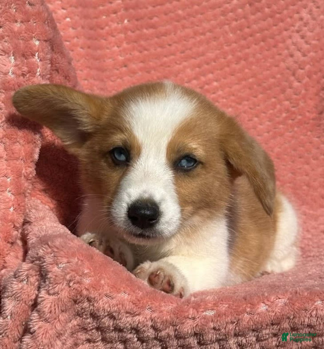 Welsh Corgi Pembroke dogs for sale: Welsh Corgi (Pembroke) 3 puppies - Image 1