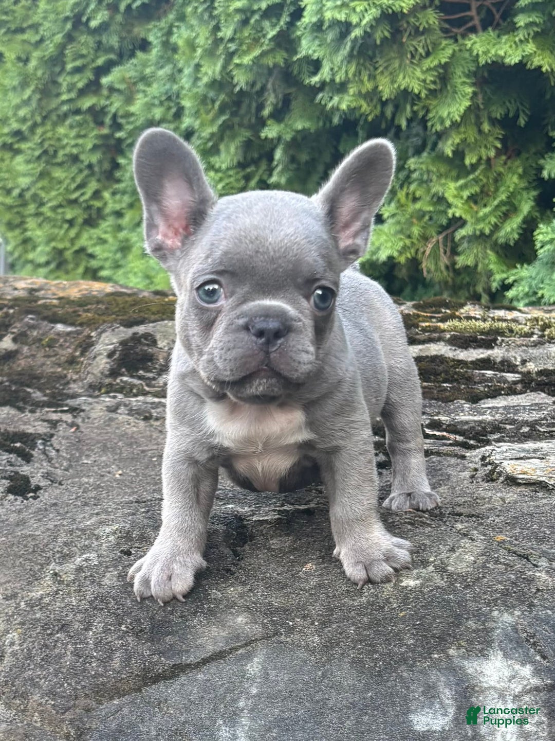 French Bulldog dogs for sale: Geno - Image 3