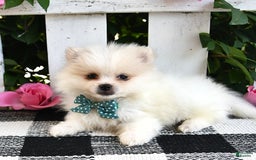 Pomeranian dogs for sale: Teddy - Image 6