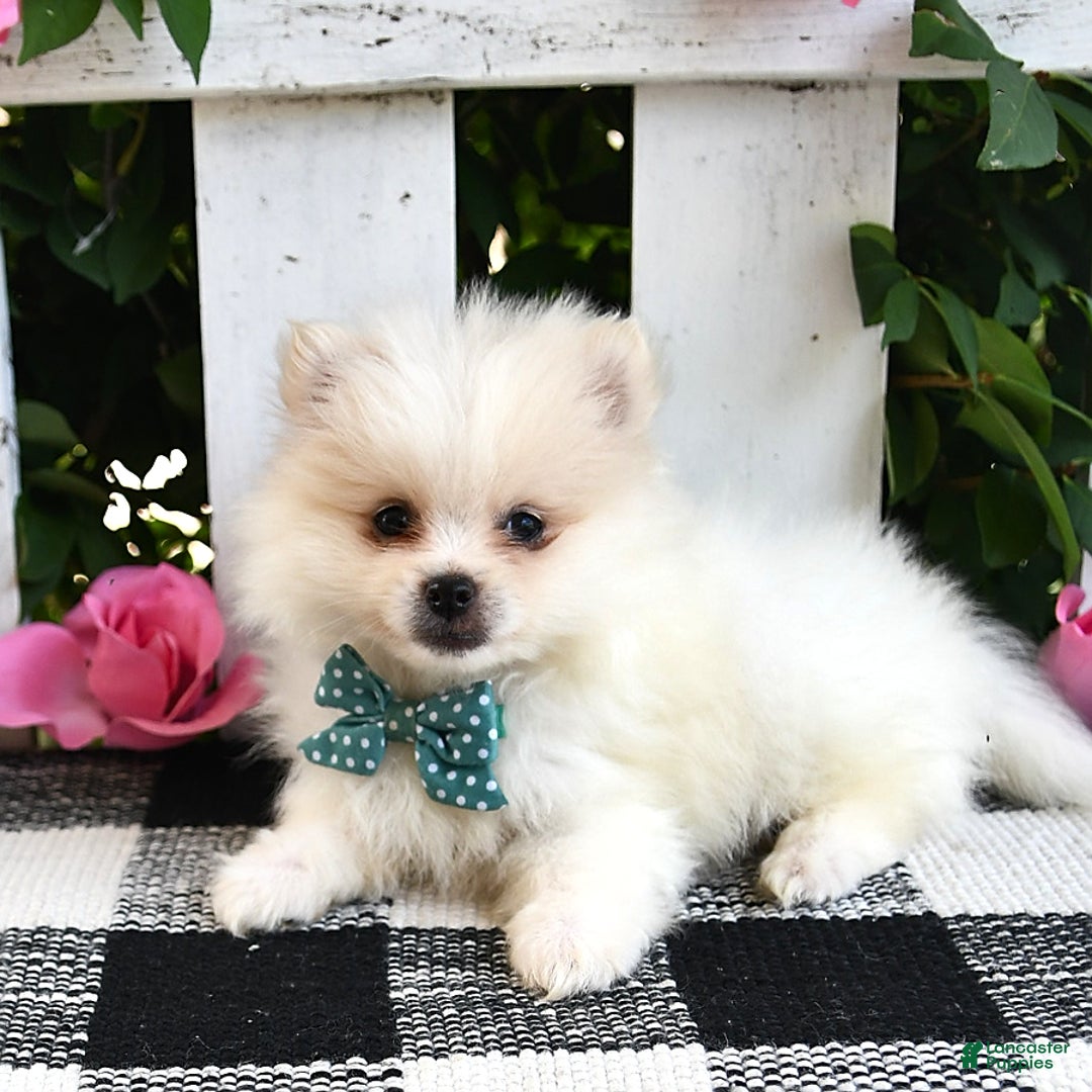 Pomeranian dogs for sale: Teddy - Image 6
