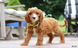Cavapoo dogs for sale: Bean - Image 8