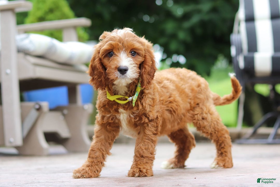 Cavapoo dogs for sale: Bean - Image 8