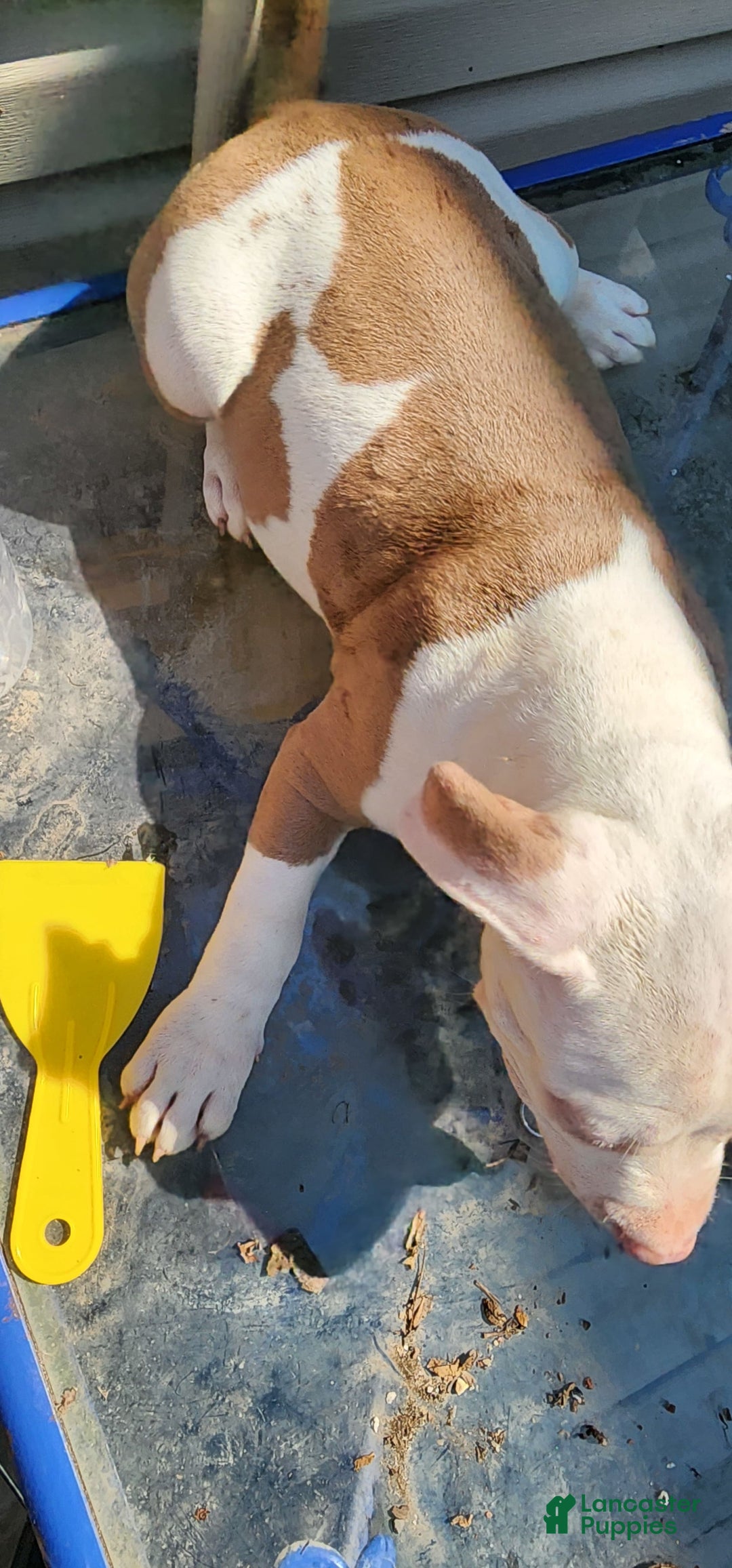 American Bully dogs for sale: Aphrodite - Image 2
