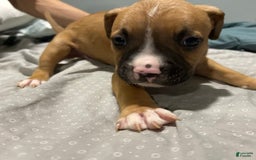 Mountain Cur dogs for sale: N/a - Image 1