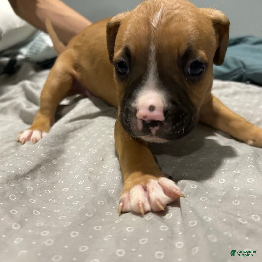 Mountain Cur dogs for sale: N/a - Image 1