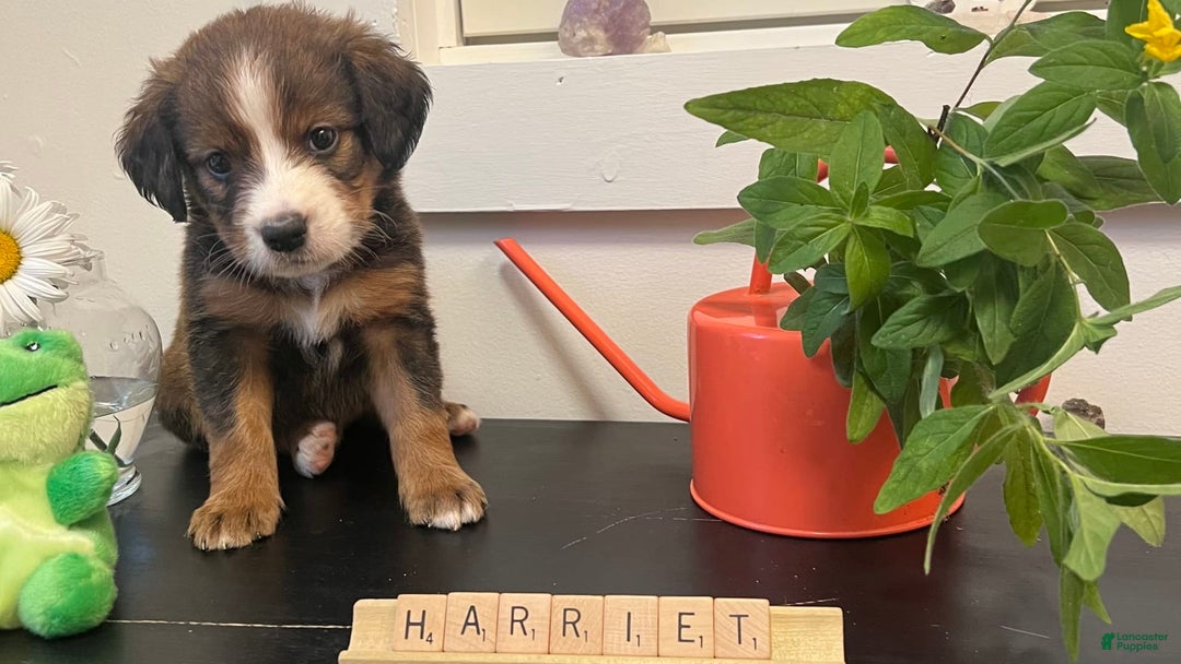 Bernedoodle dogs for sale: Harriet - Image 12