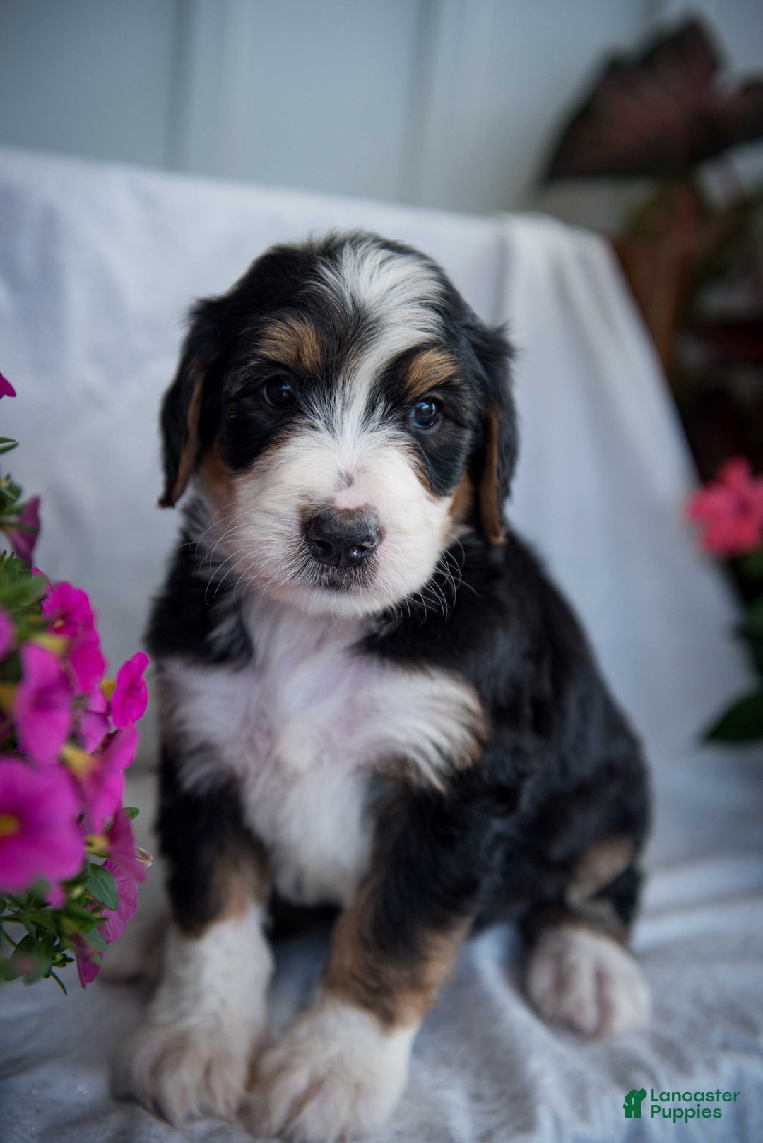 Bernedoodle dogs for sale: Spiderman - Image 4