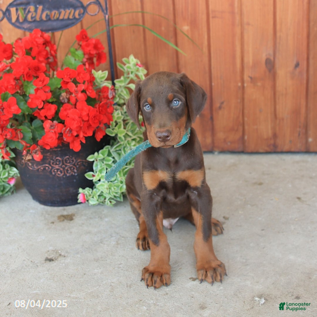 Doberman Pinscher dogs for sale: Doberman Pinscher 3 puppies - Image 9
