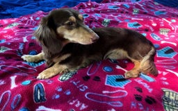 Miniature Dachshund dogs for sale: Black And Tan Girl - Image 14