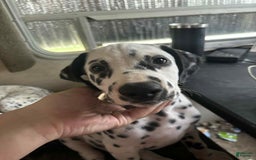 Dalmatian dogs for sale: Storm - Image 1