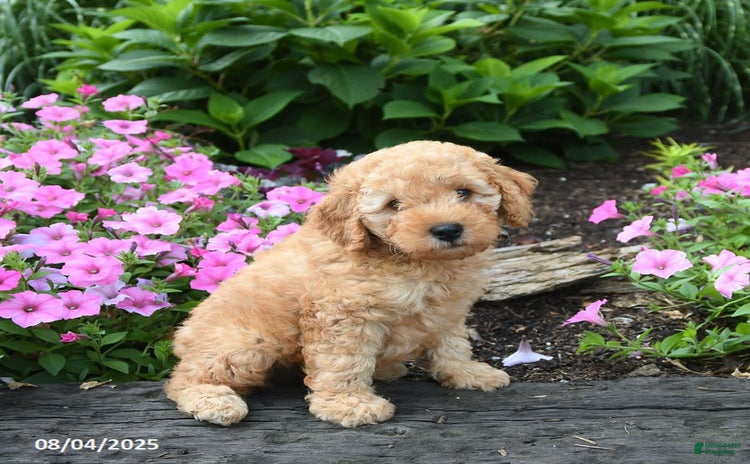 Mini Goldendoodle dogs for sale - Ad 1