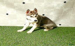 Siberian Husky dogs for sale: Lexy - Image 11