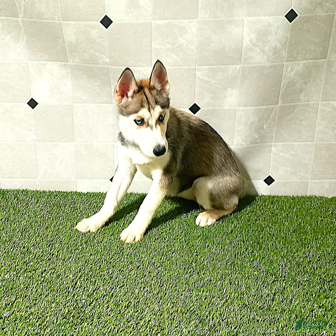 Siberian Husky dogs for sale: Lexy - Image 11