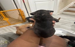 American Bully dogs for sale: American Bully 8 puppies - Image 2