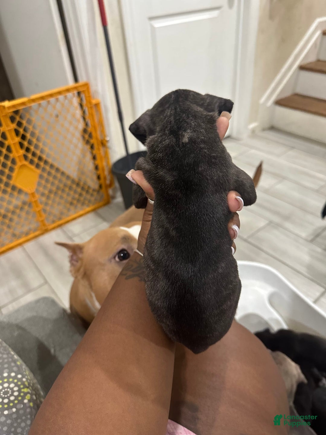 American Bully dogs for sale: American Bully 8 puppies - Image 2