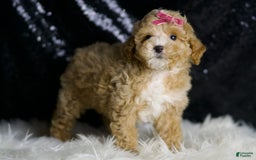 Maltipoo dogs for sale: Stella - Image 5