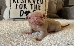 Pug dogs for sale: Champagne Male - Image 5