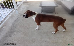 Boxer dogs for sale: Billy - Image 7