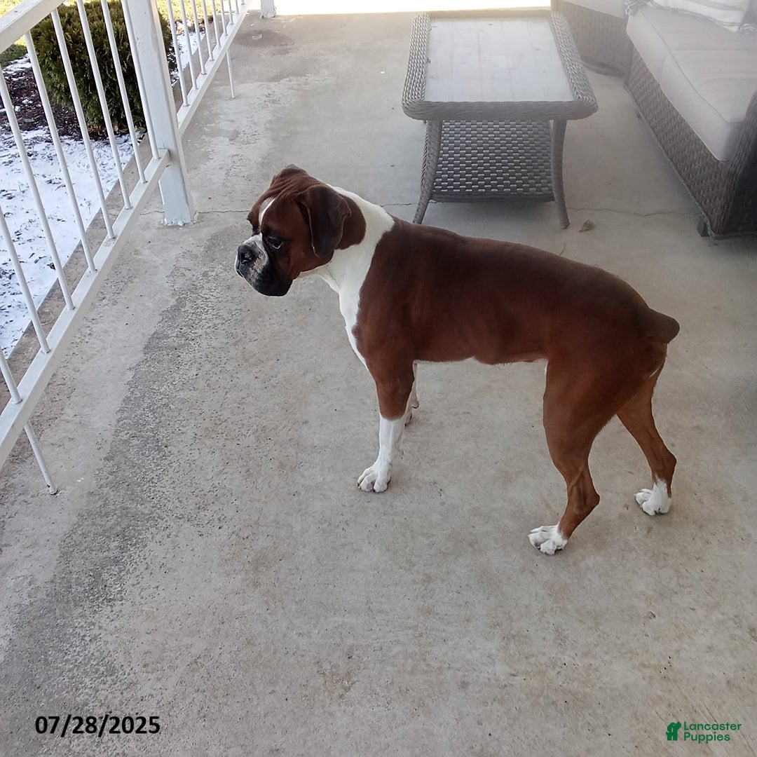 Boxer dogs for sale: Billy - Image 7