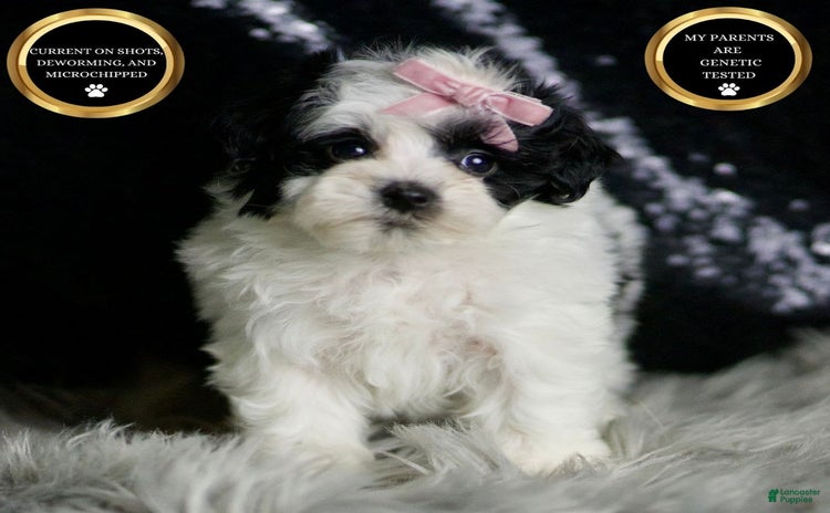 Maltipoo dogs - Advert 37