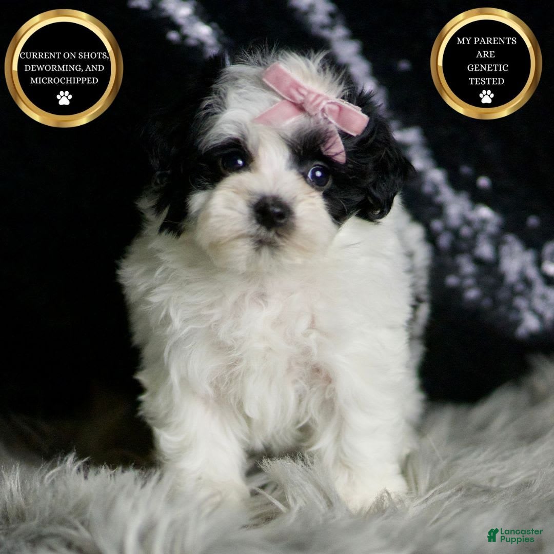 Maltipoo dogs for sale: Bonnie - Image 1