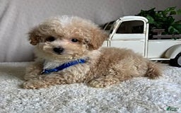 Bichpoo dogs for sale: Gabe - Image 3