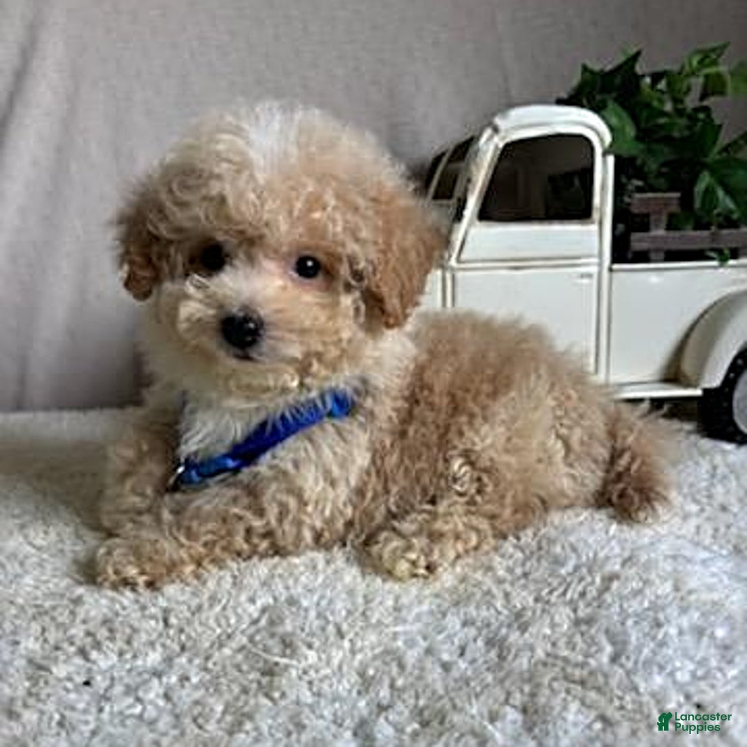 Bichpoo dogs for sale: Gabe - Image 3