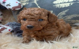 Toy Poodle dogs for sale: Clay - Image 2