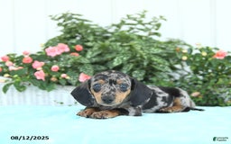 Miniature Dachshund dogs for sale: Nico - Image 3