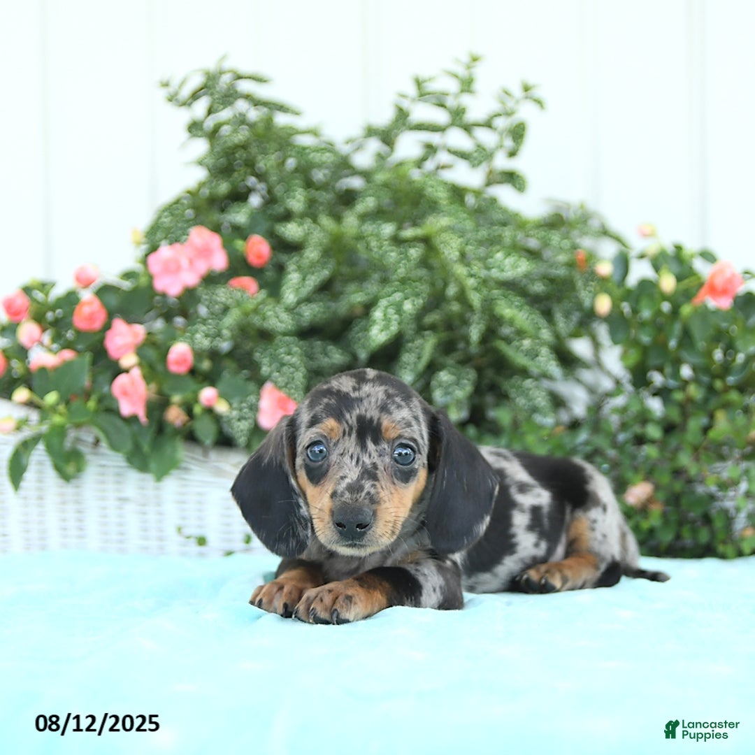 Miniature Dachshund dogs for sale: Nico - Image 3