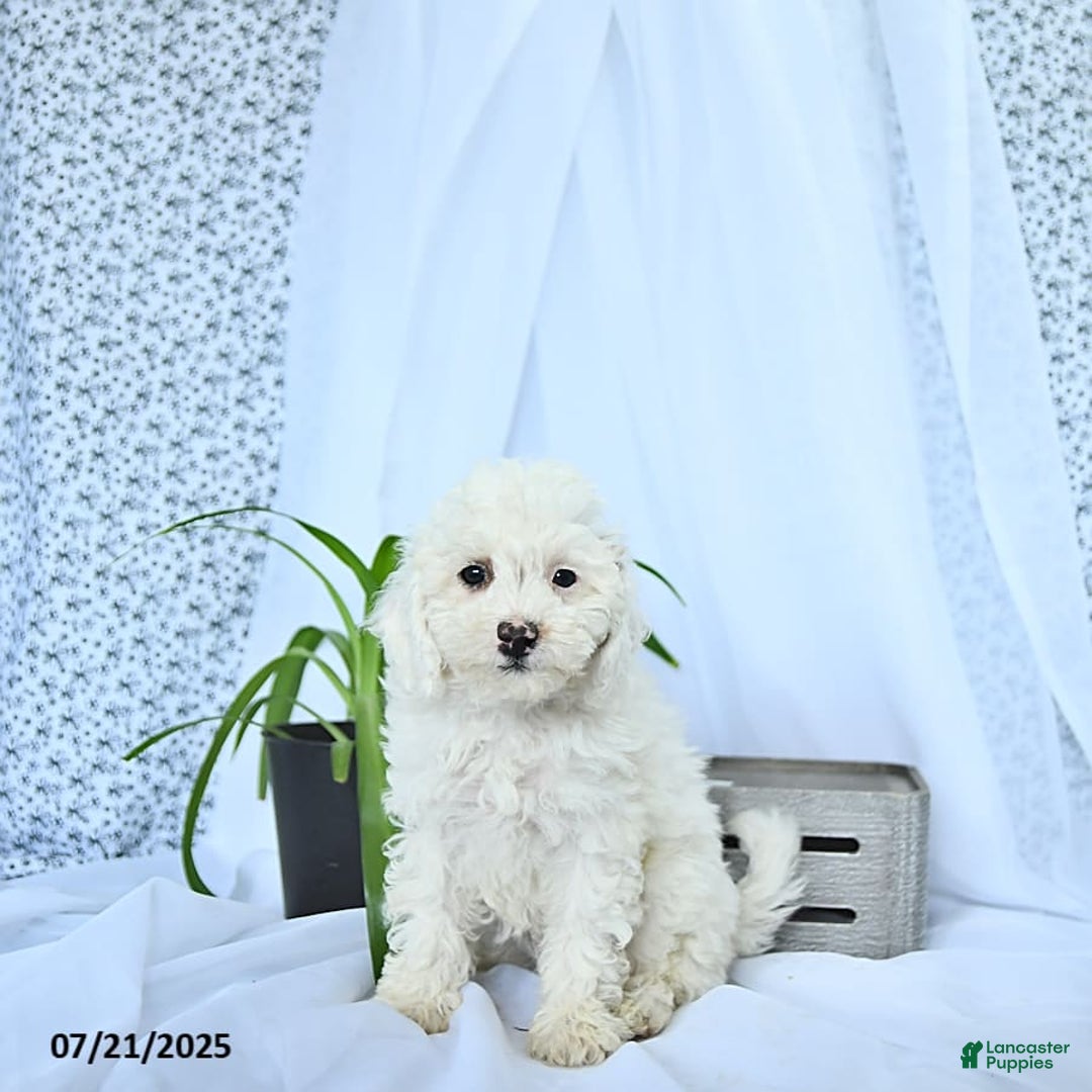 Mini Goldendoodle dogs for sale: Sophie - Image 7