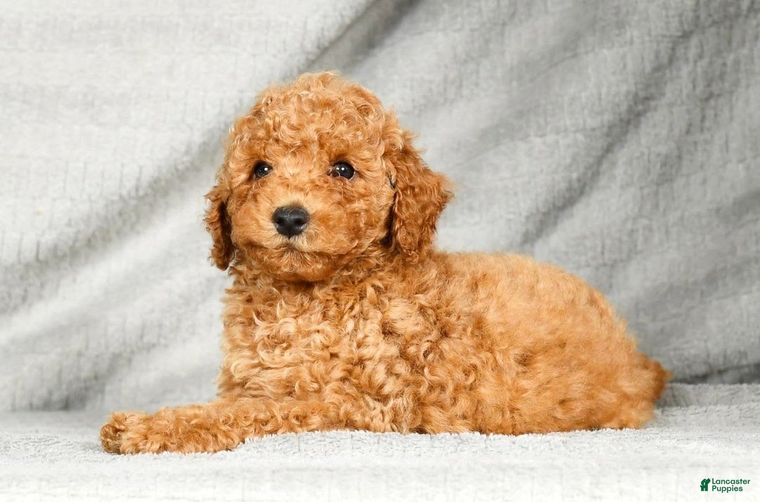 Miniature Poodle dogs for sale: Drew - Image 5