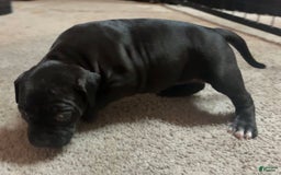 American Bully dogs for sale: Black Beauty - Image 1