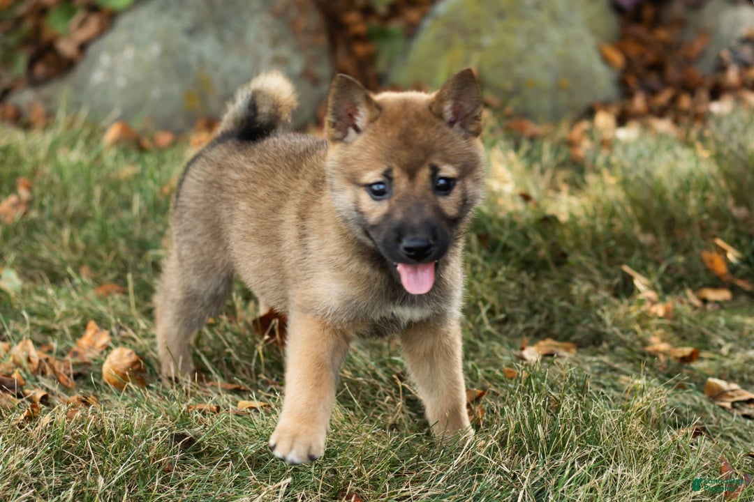 Shiba Inu dogs for sale: Jed - Image 2