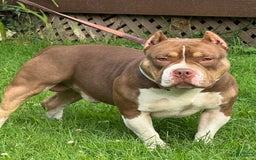 American Bully dogs for sale: louie - Image 6