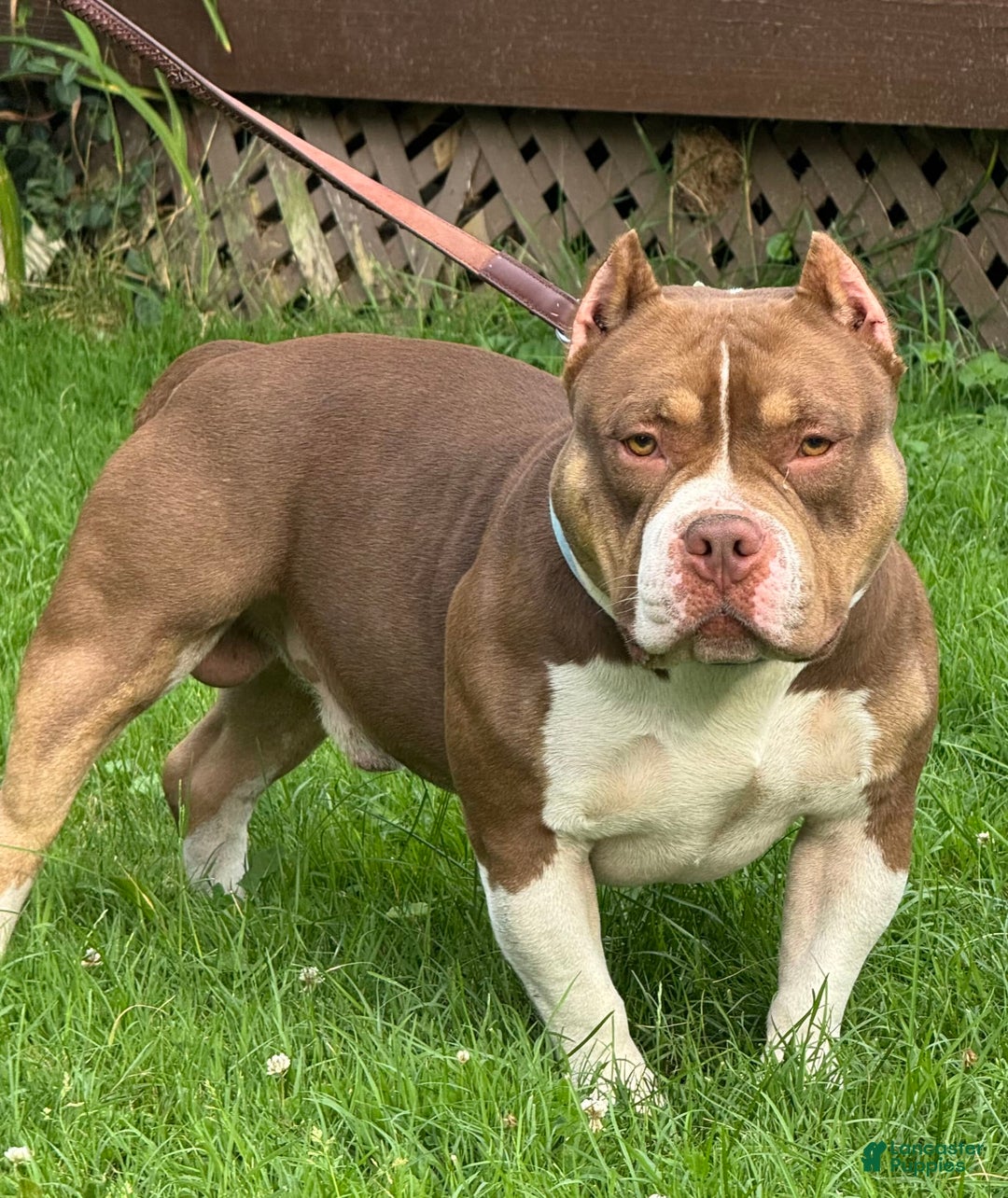 American Bully dogs for sale: louie - Image 6