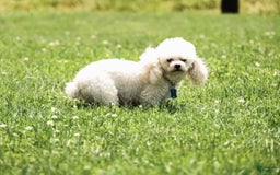 Toy Poodle dogs for sale: Bobby - Image 11