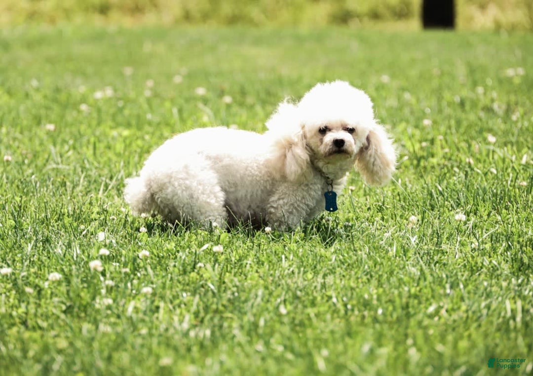 Toy Poodle dogs for sale: Bobby - Image 11