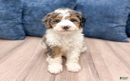 Mini Bernedoodle dogs for sale: Betty - Image 1