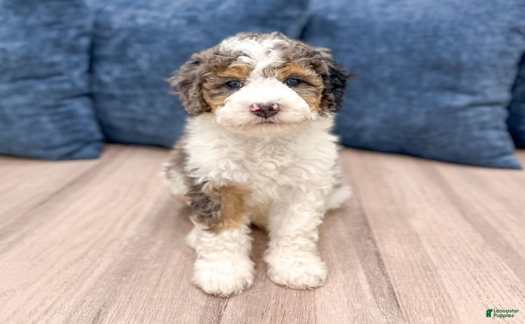 Mini Bernedoodle dogs for sale - Ad 2