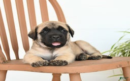 English Mastiff dogs for sale: Theresa - Image 3